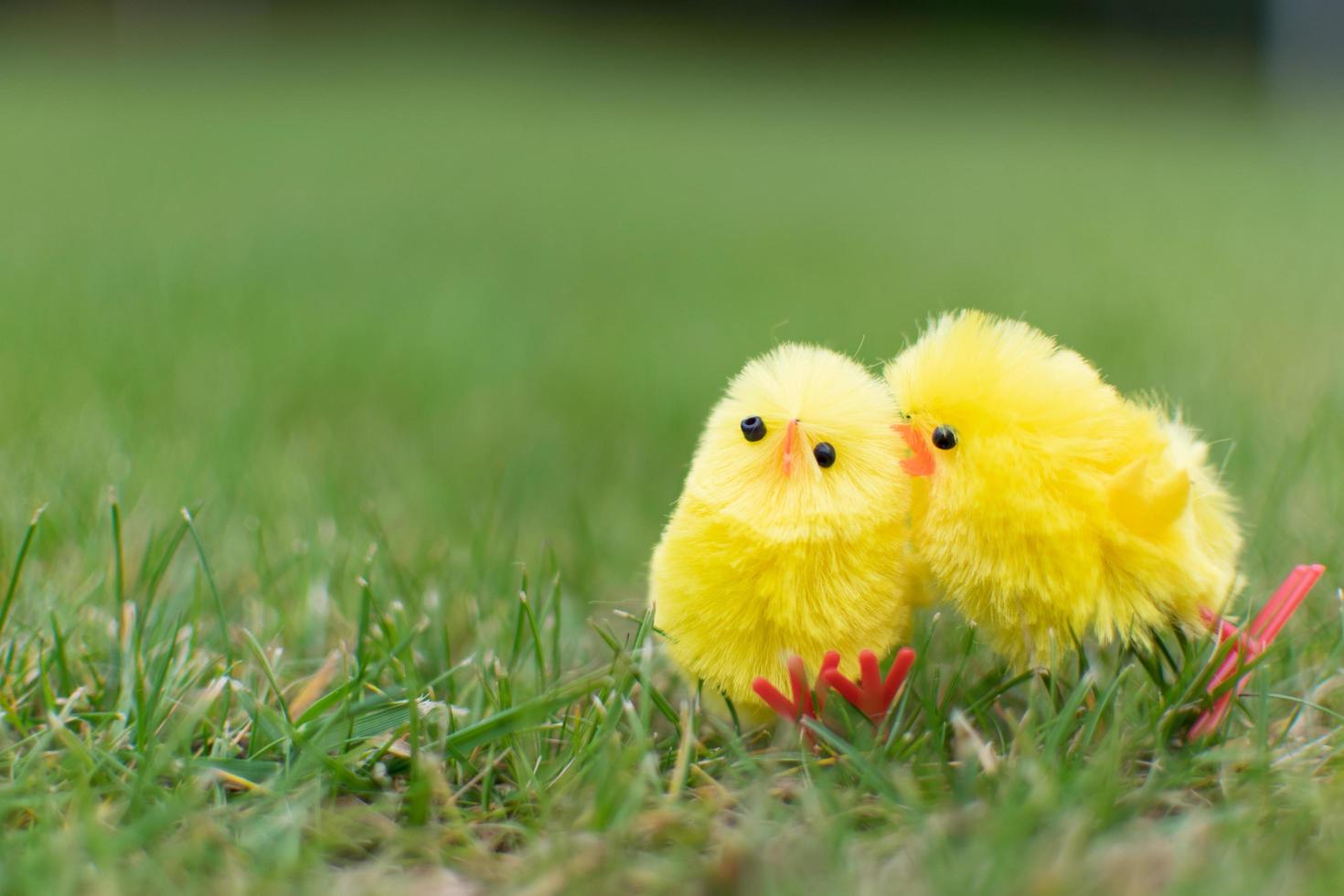 schattige twee kuikens zoenen op groene veld paasdag foto