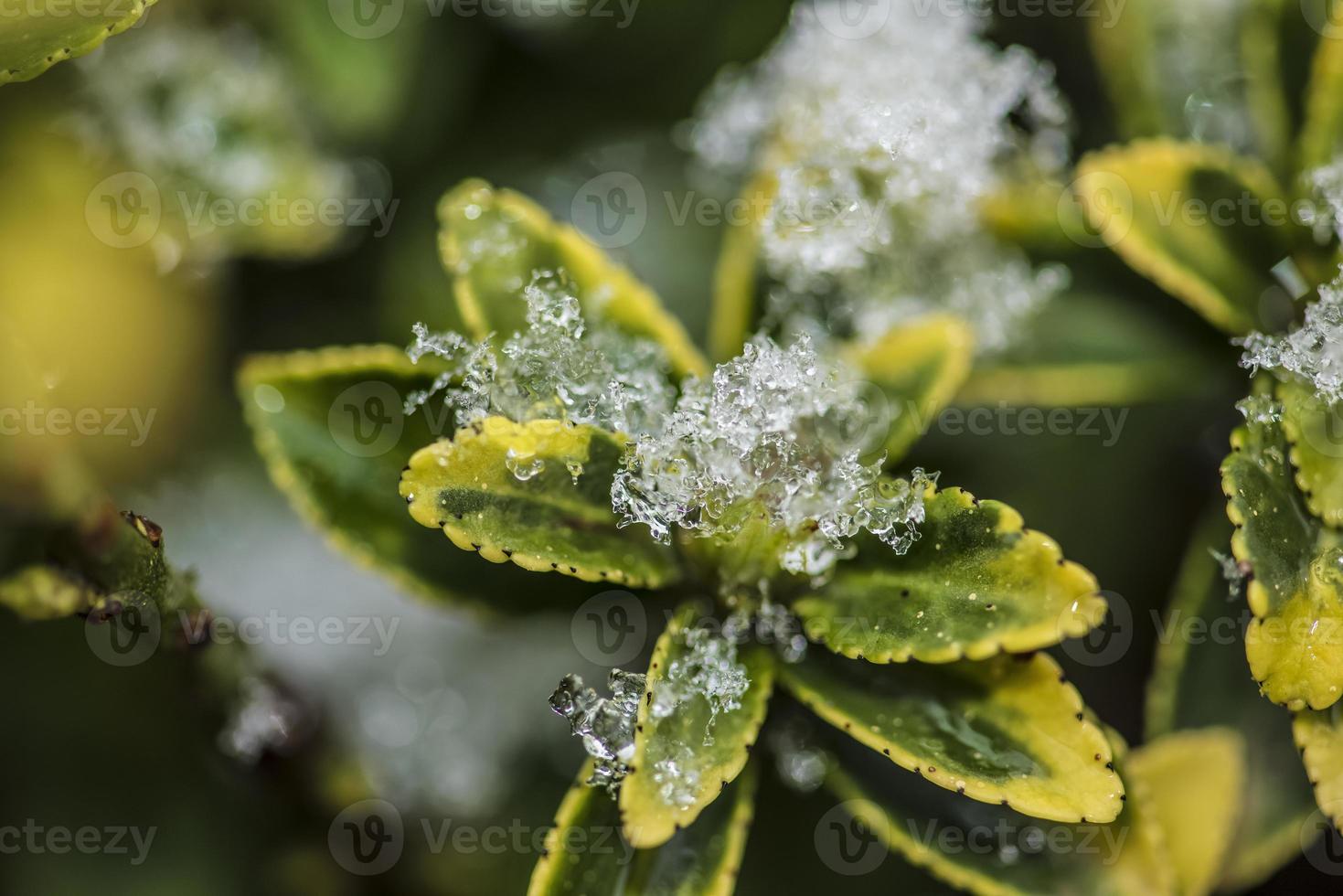 ijzige plant uit de winter natuur foto