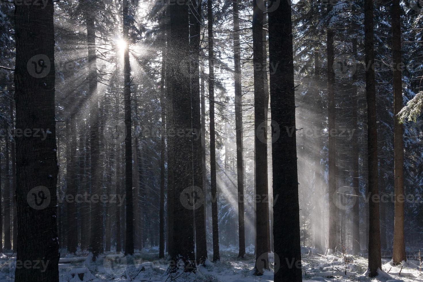 zonnestralen in winter forest foto