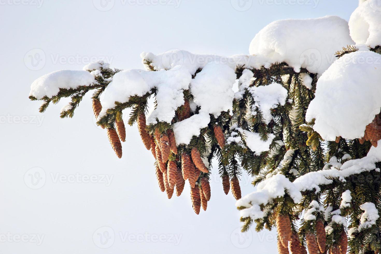 dennenboom, kegels, sneeuw, winter. foto