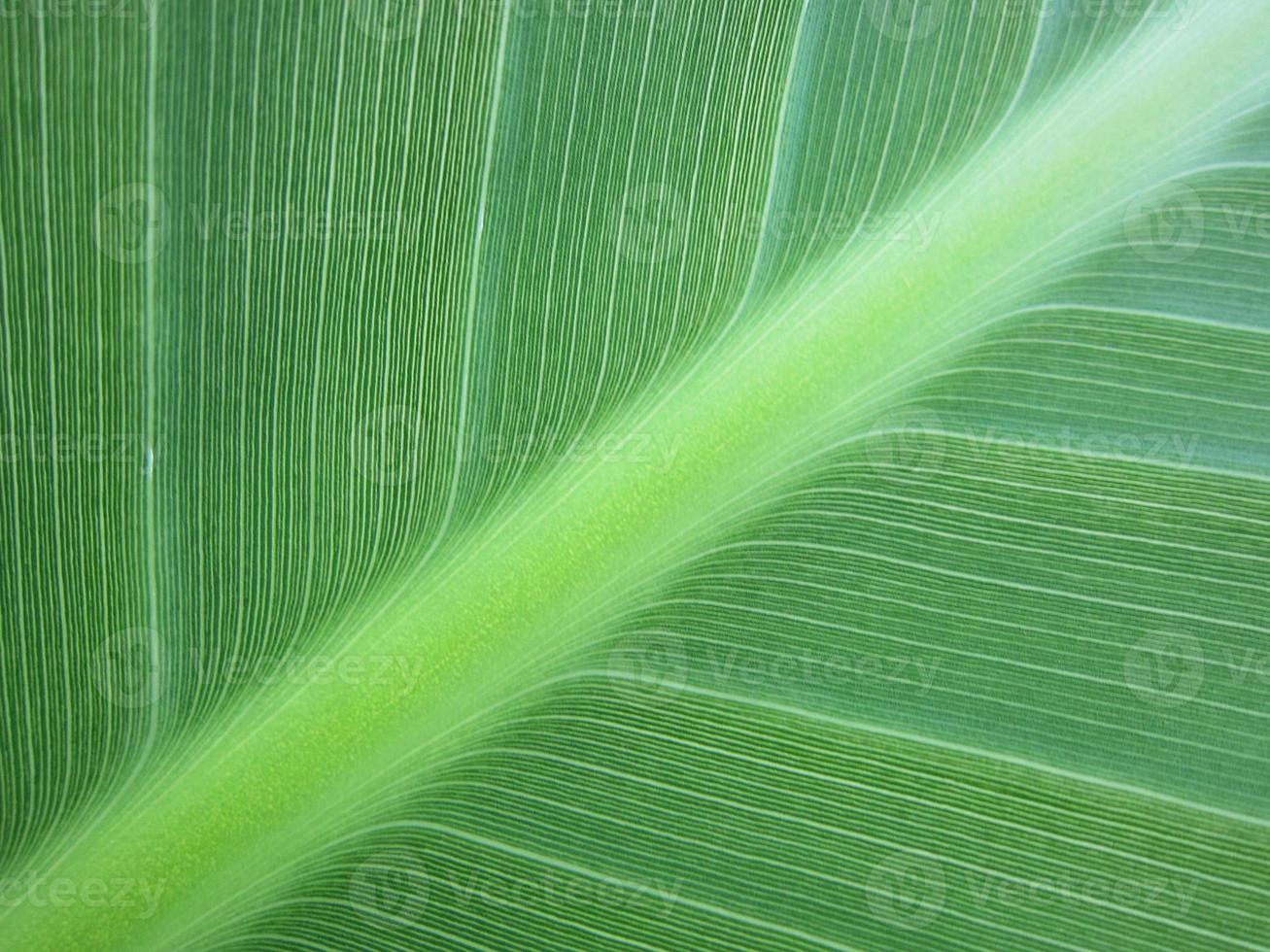 groen bananenblad foto