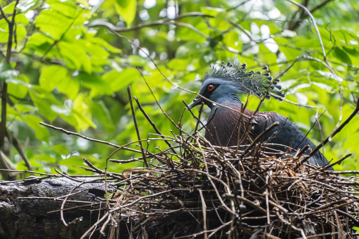 victoria gekroonde duif goura victoria vogelnest op tak in boom na regen, dierenbehoud en bescherming van ecosystemen concept. foto