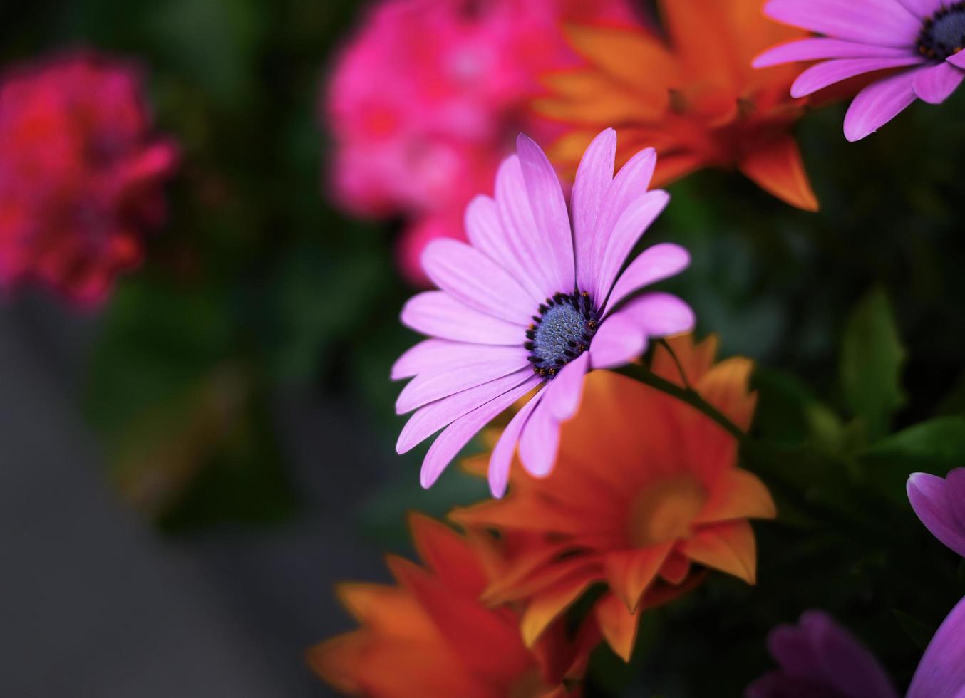 kleurrijke levendige bloemen op donkere toonachtergrond voor behang foto
