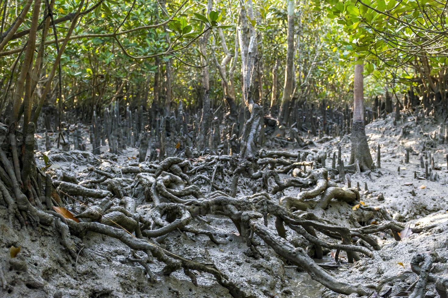 wortelnetwerk in mangrovebomen in het kreupelhout blootgelegd in de geërodeerde grond van bangladesh sundarbans foto