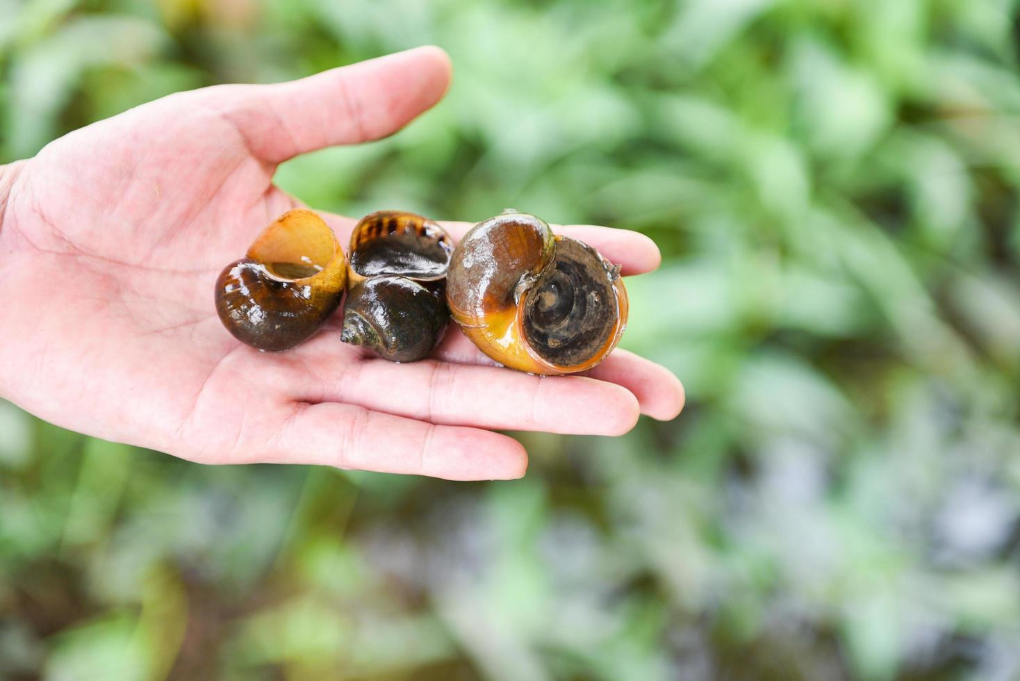 appelslak zoetwaterslak rivier uit de natuur veld in de hand, pila ampullacea schelpdieren foto