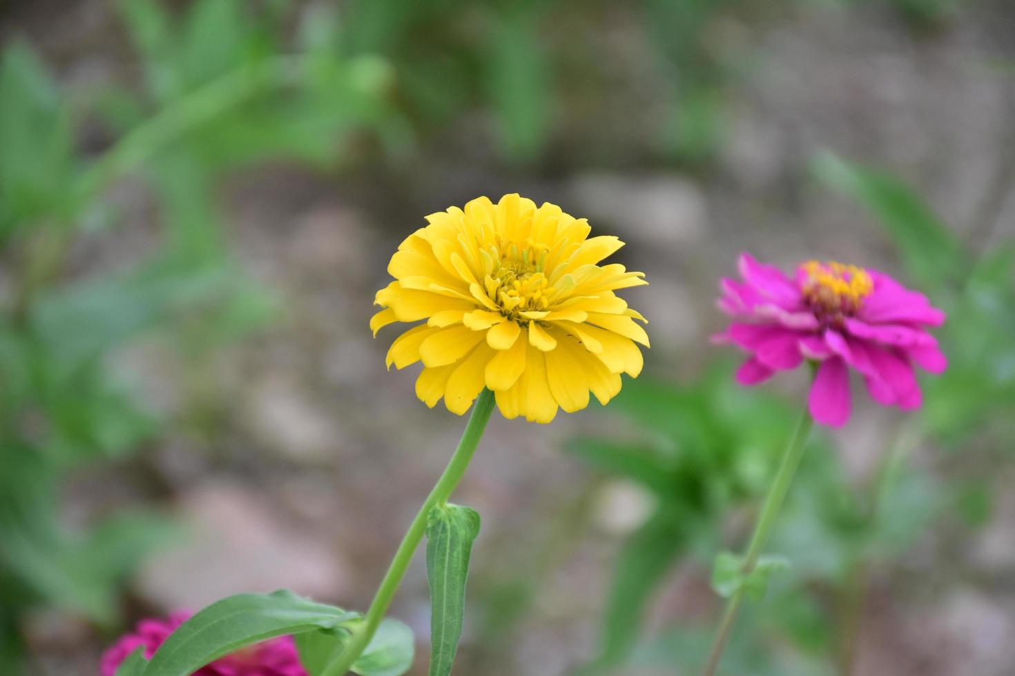 zinnia-bloem die in bloembed dichtbij huis groeit, foto