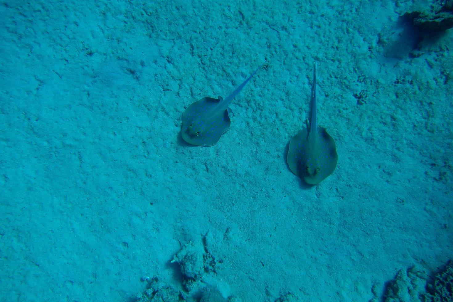 twee blauwgevlekte pijlstaartroggen op zeebodem foto