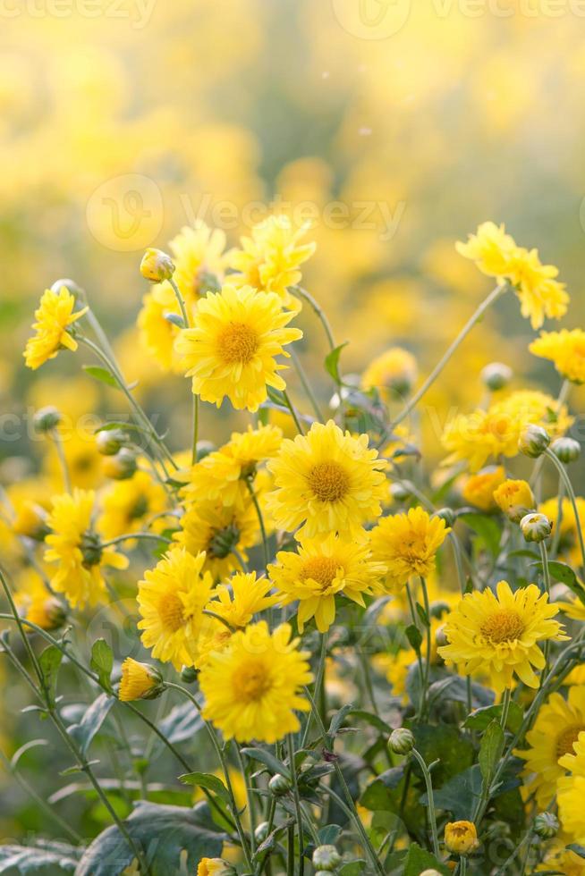 gele chrysant bloemen, chrysant in de tuin. wazige bloem voor achtergrond, kleurrijke planten foto
