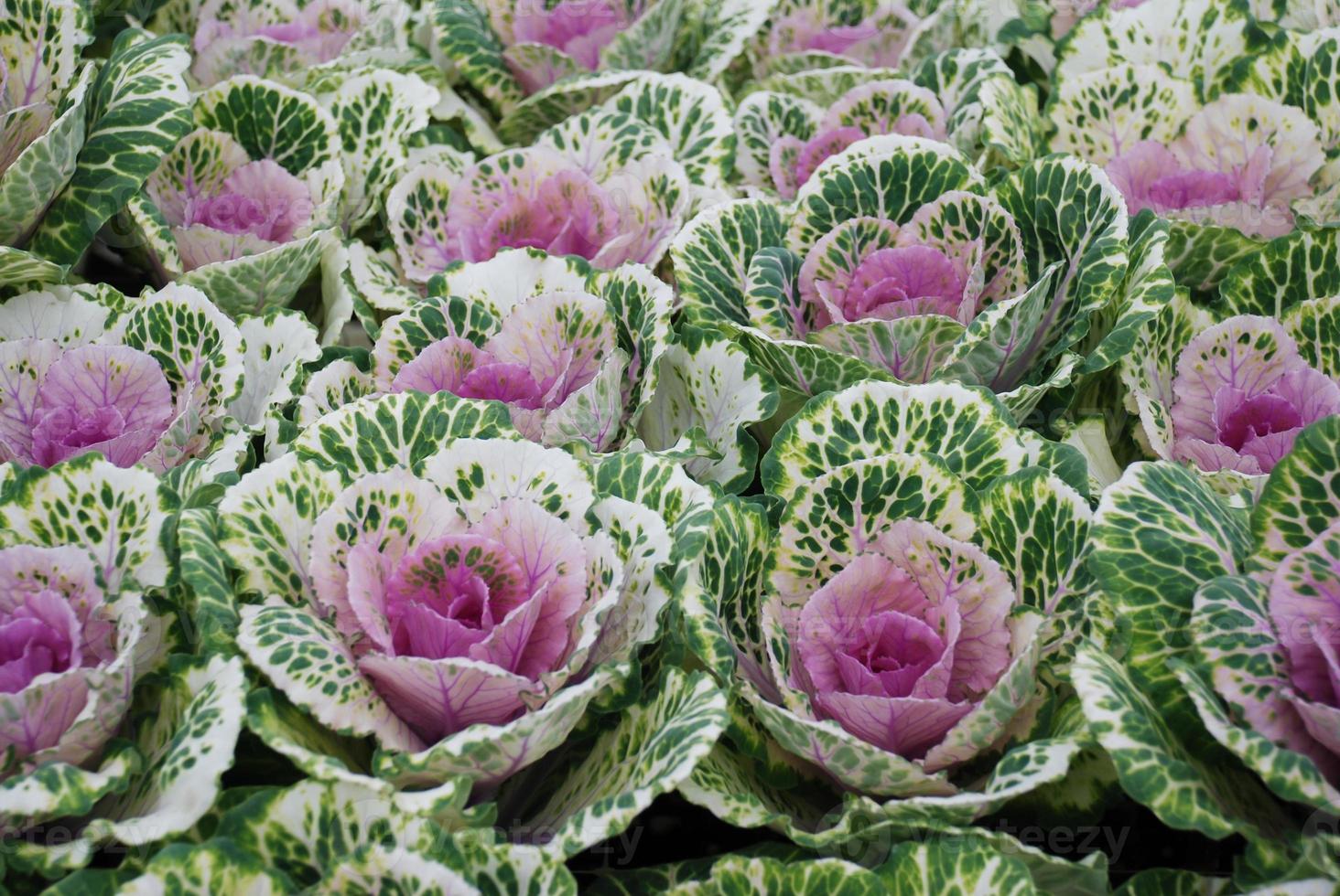 sierkool in botanische tuin, bloemen en planten, milieu foto