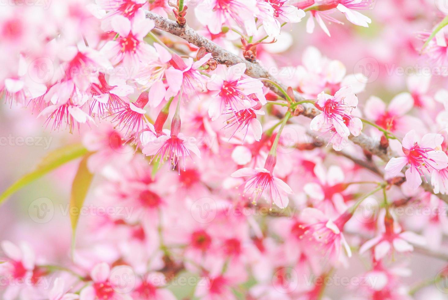 kersenbloesem in het voorjaar met zachte focus, ongericht wazig lente kersenbloei, bokeh bloem achtergrond, pastel en zachte bloem achtergrond. foto