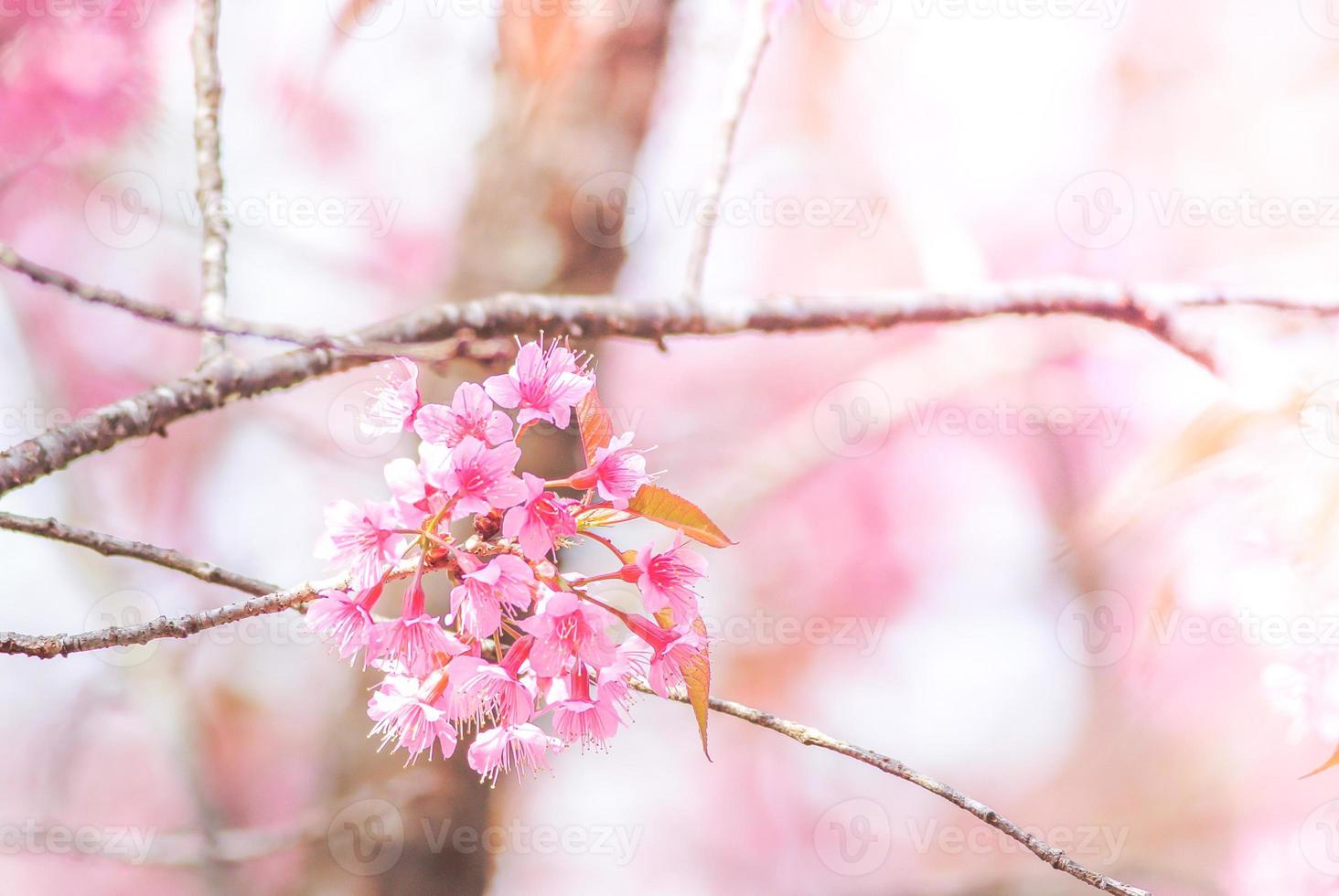 kersenbloesem in het voorjaar met zachte focus, ongericht wazig lente kersenbloei, bokeh bloem achtergrond, pastel en zachte bloem achtergrond. foto