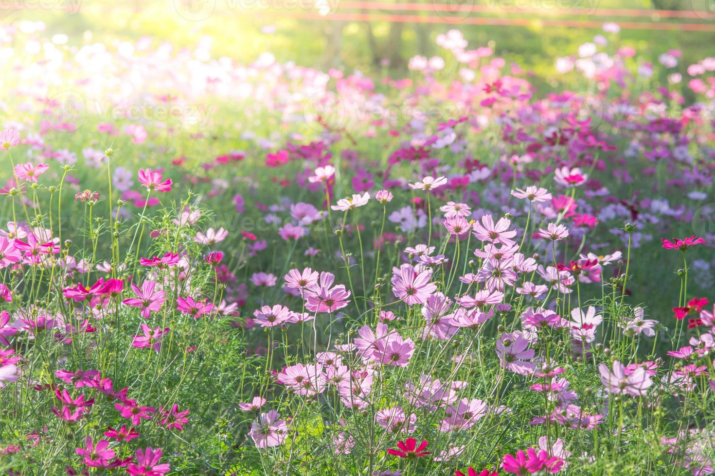 zachte, selectieve focus van de kosmos, wazige bloem voor achtergrond, kleurrijke planten foto