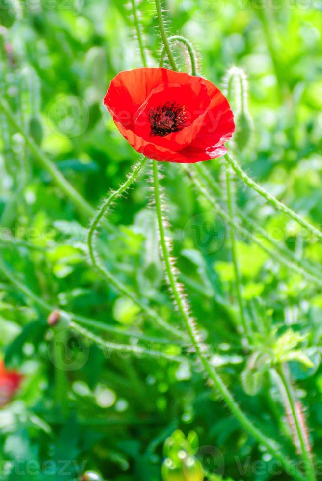 rode en roze papaverbloemen in een veld, rode papaverrode en roze papaverbloemen in een veld, rode papaver foto