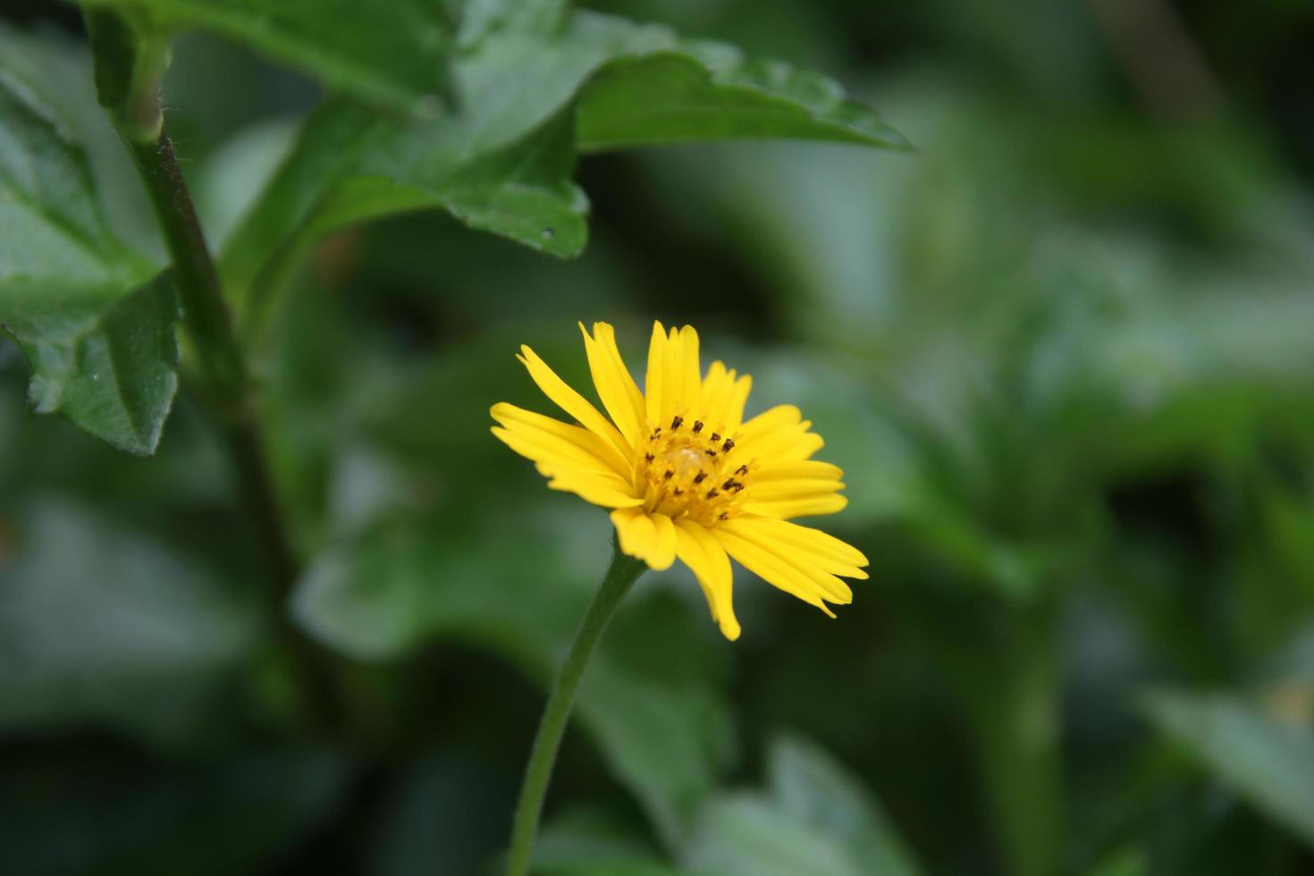 gele bloem van singapore madeliefje op tak en groene bladeren. foto