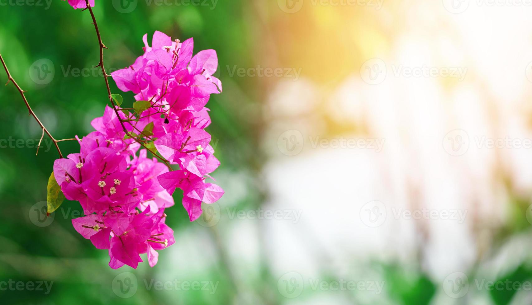 fuchcia bloemen op tak van boom foto