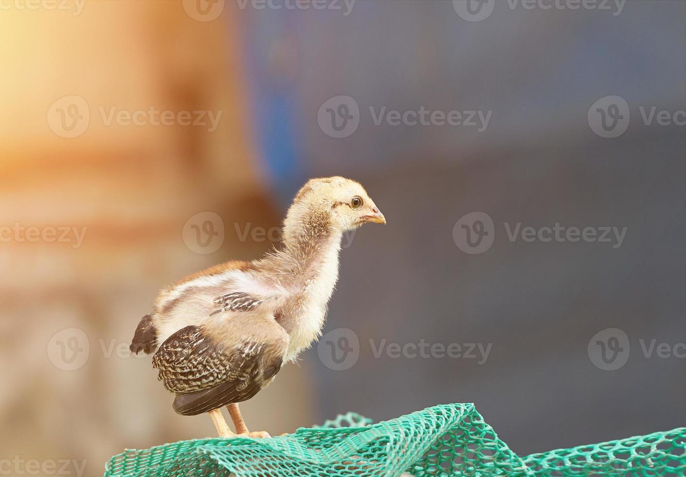 kuiken met bruine frathers op onscherpe achtergrond foto