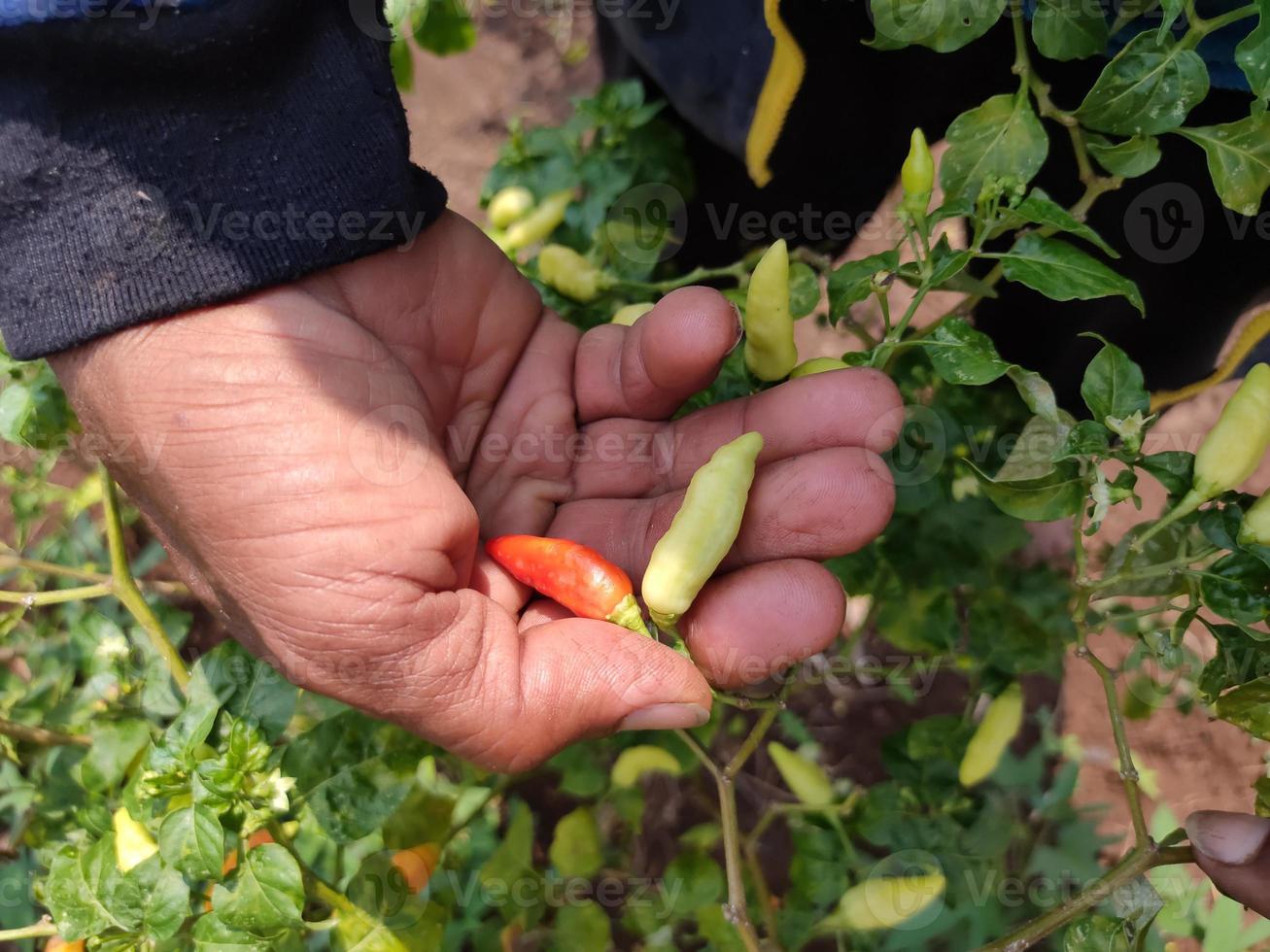 de handen van een boer houden twee pepers vast die nog steeds door de boom stappen. chili is een groente die wordt gebruikt voor smaak in voedsel. in de Indonesische landbouw foto