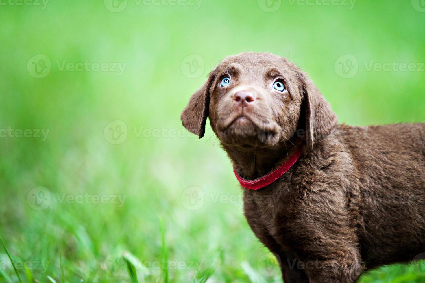 Republiek Verkeerd eer schattige retriever pup op zoek naar boven 715003 Stockfoto