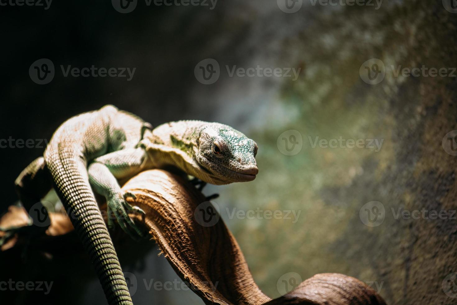 hagedis in een dierentuin foto