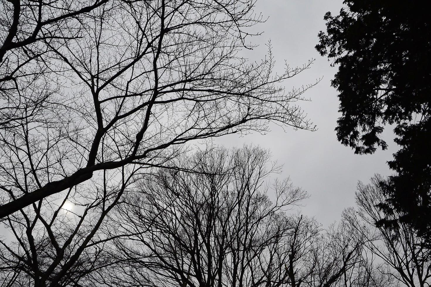 zwarte bomen tegen een bewolkte hemel. takken bekijken in de avond. foto