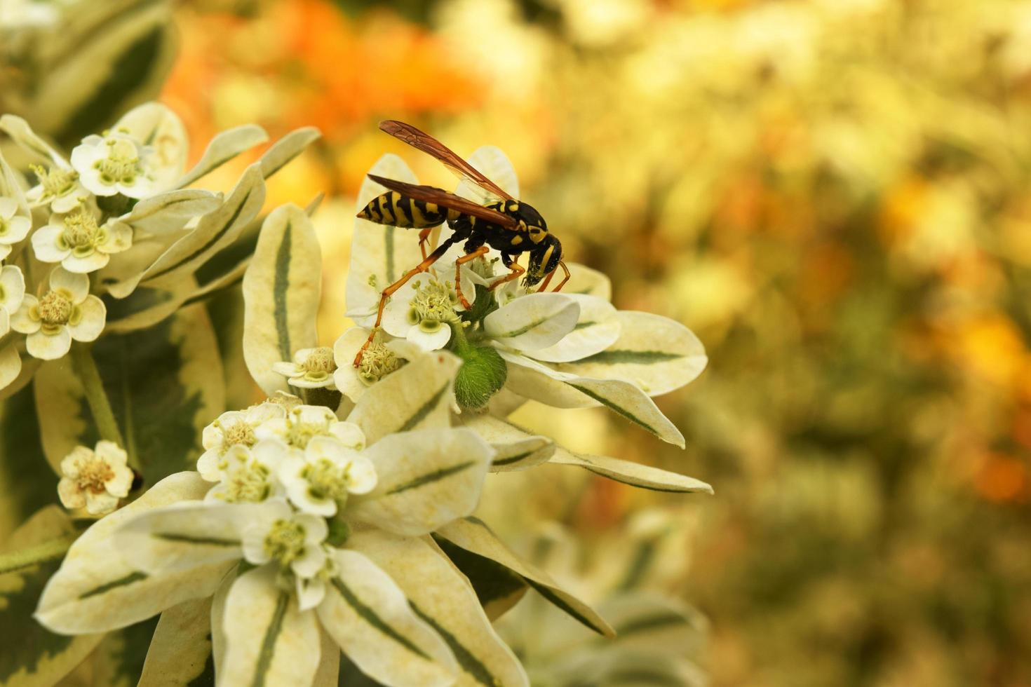 een wesp kruipt op een plant foto