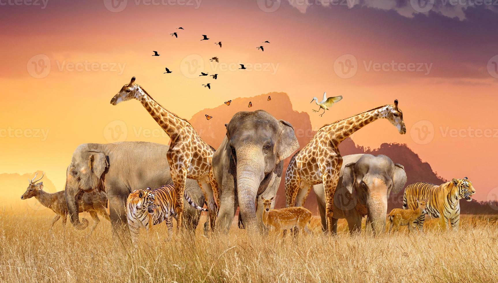 world wildlife day groepen wilde beesten verzamelden zich 's avonds in grote kuddes in het open veld als de gouden zon scheen. foto