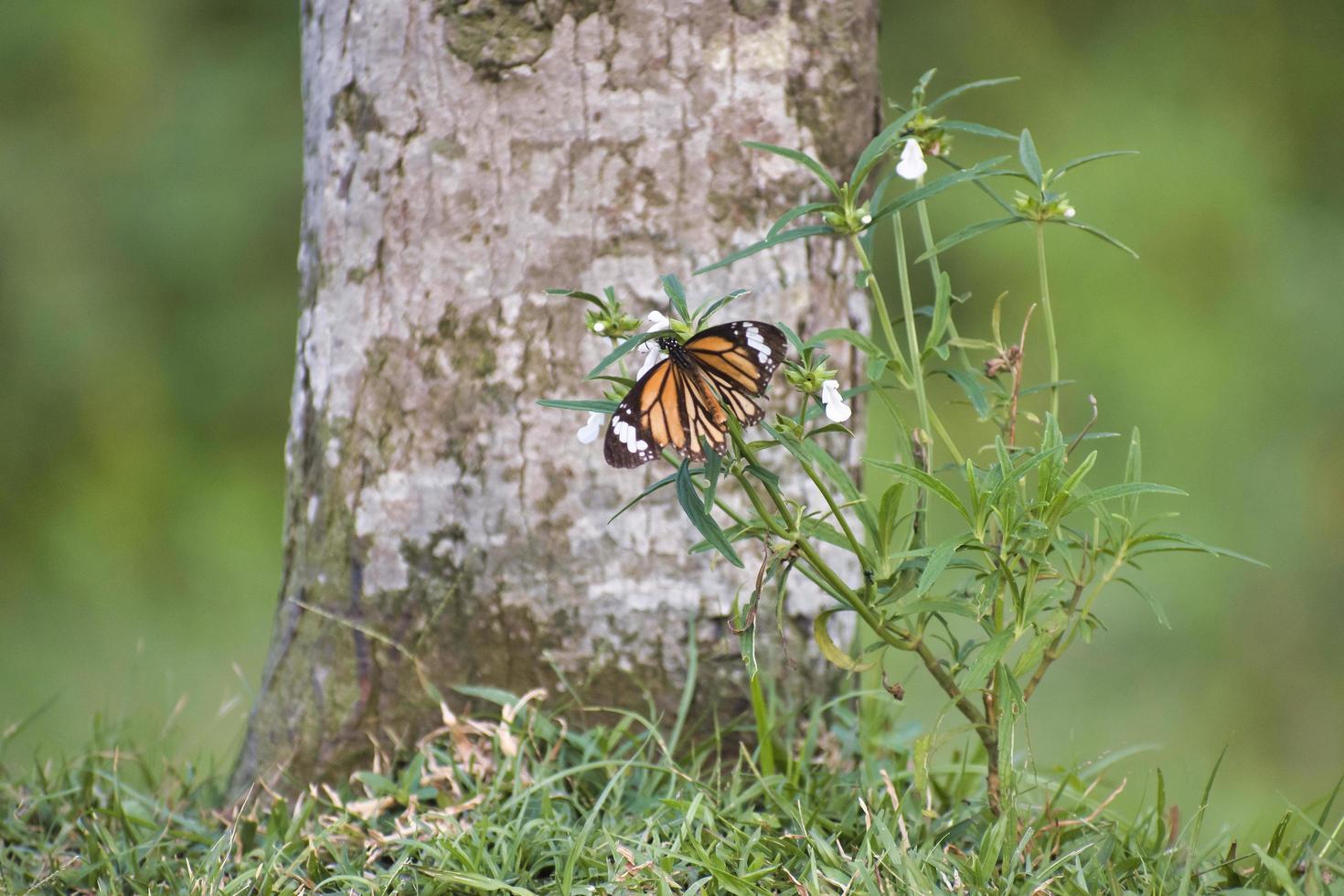 monarchvlinder op een bloem. foto