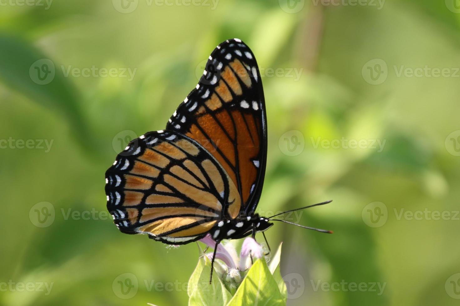 onderkoning vlinder foto