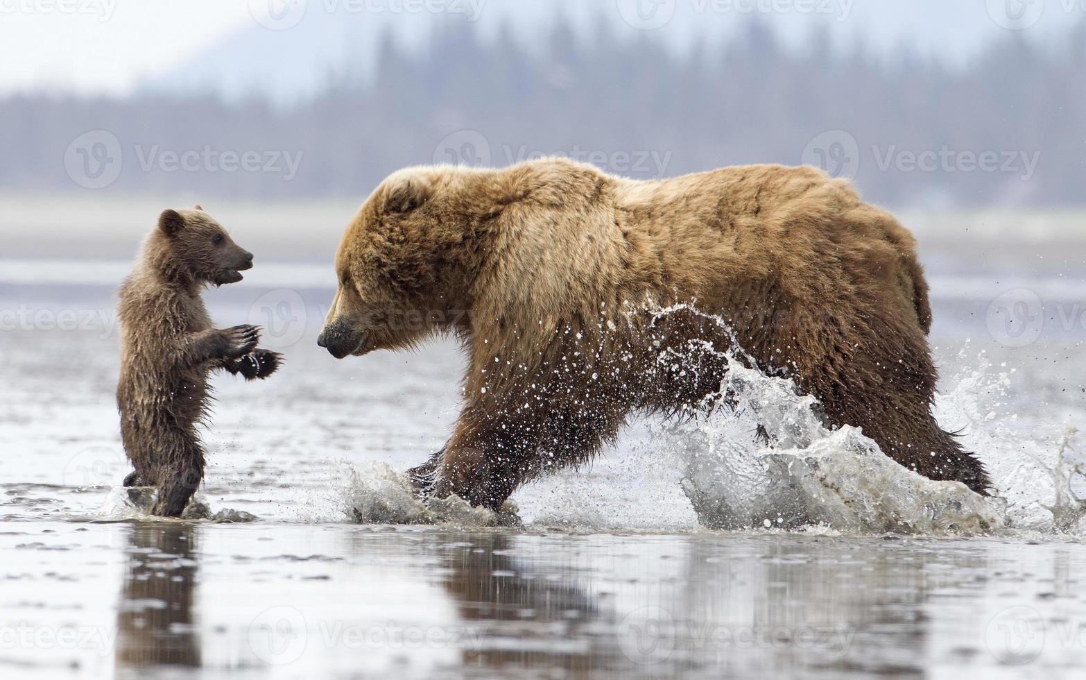 bruine beer in moeilijkheden foto