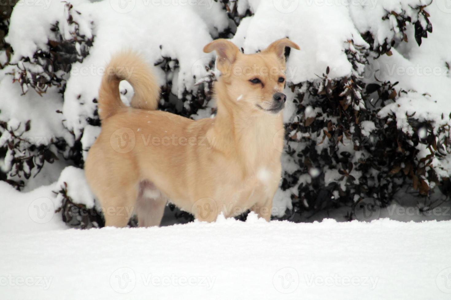 tan hond in de sneeuw foto