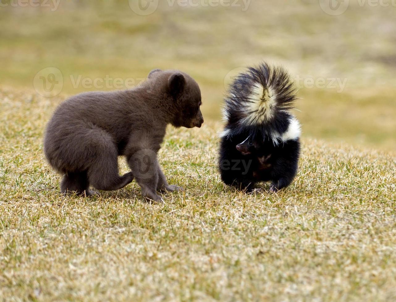 zwarte beer (ursus americanus) ontmoet gestreept stinkdier - bewegingsonscherpte foto
