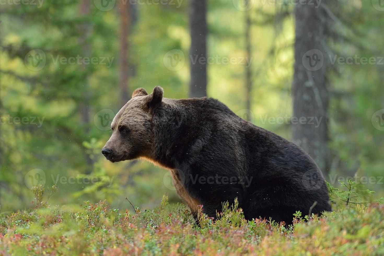 bruine beer zittend in het bos foto