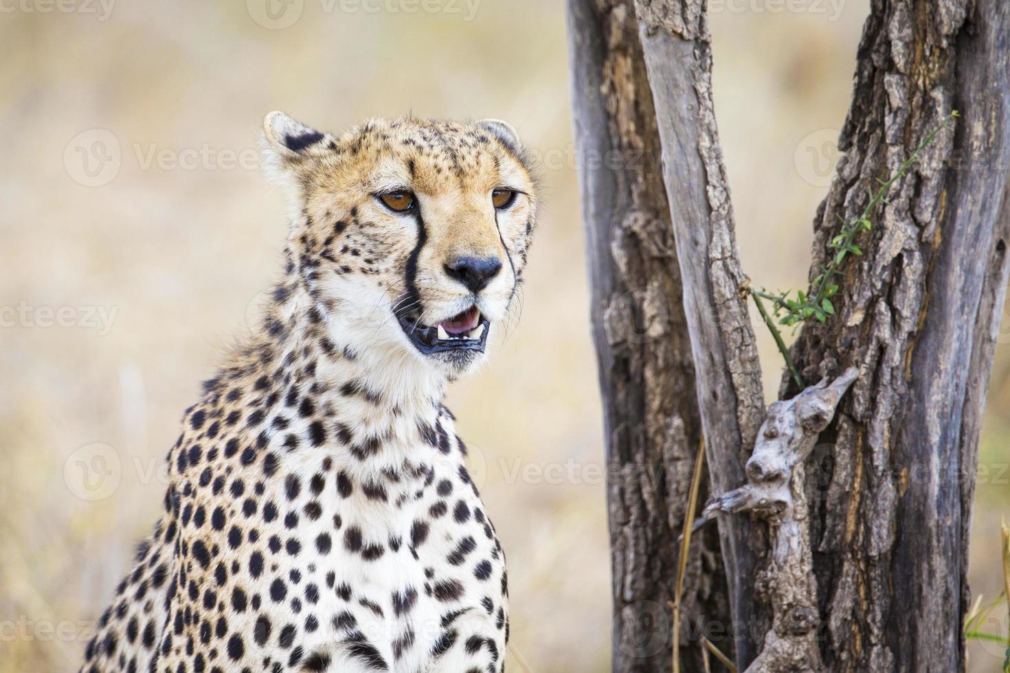 cheetah op zoek naar prooi in serengeti foto