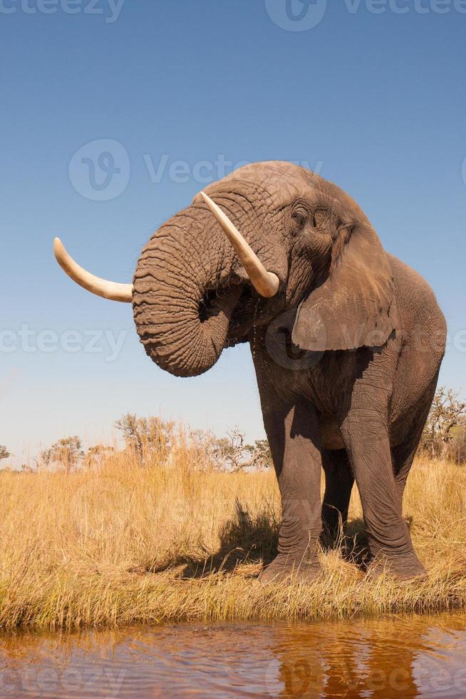 olifant foto