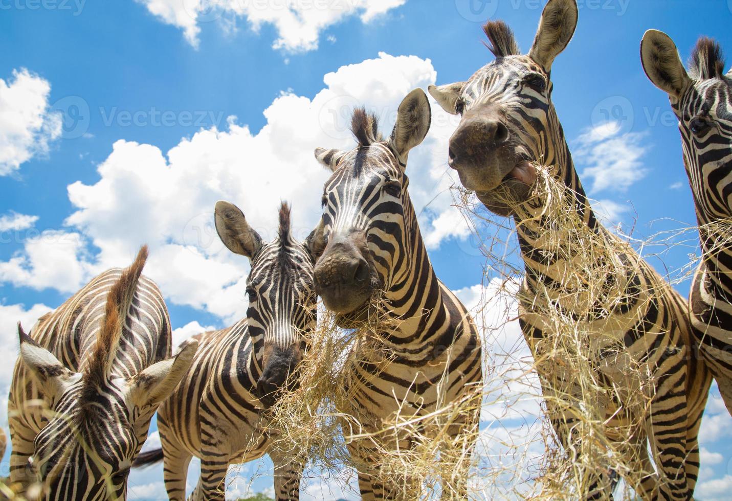 zebra die gras eet foto