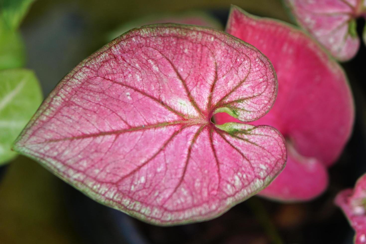 caladium bladeren in pot geweldige plant om de tuin te versieren foto