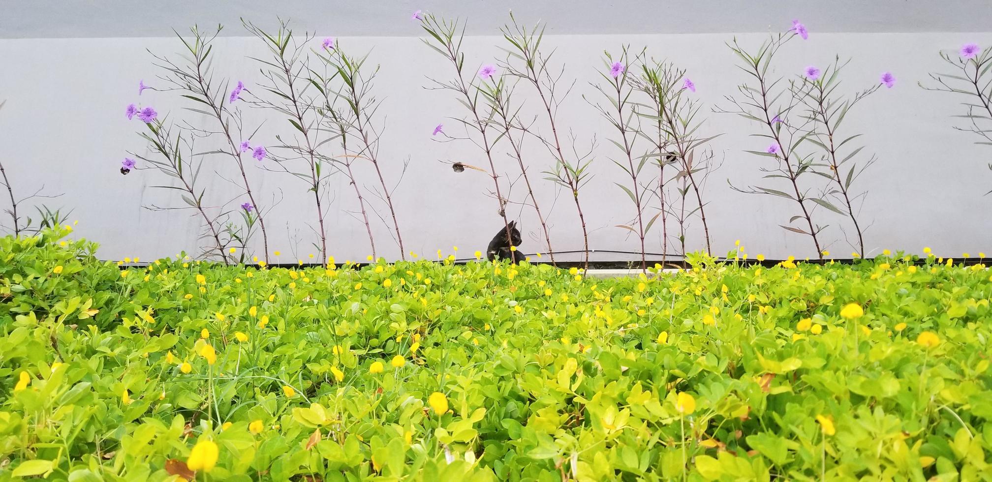 bladeren planten in de tuin foto