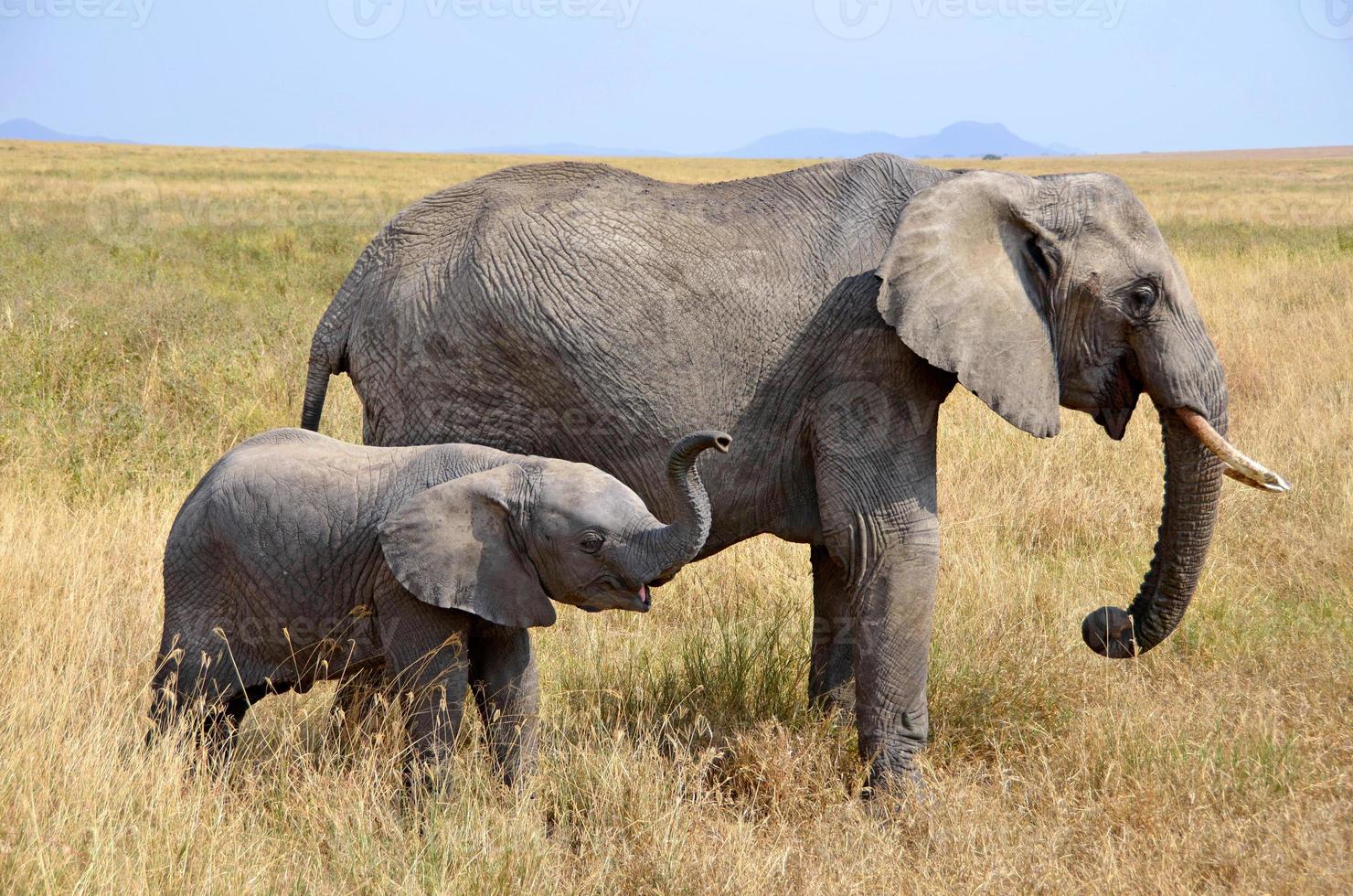 babyolifant met moeder die zich in gras bevindt foto