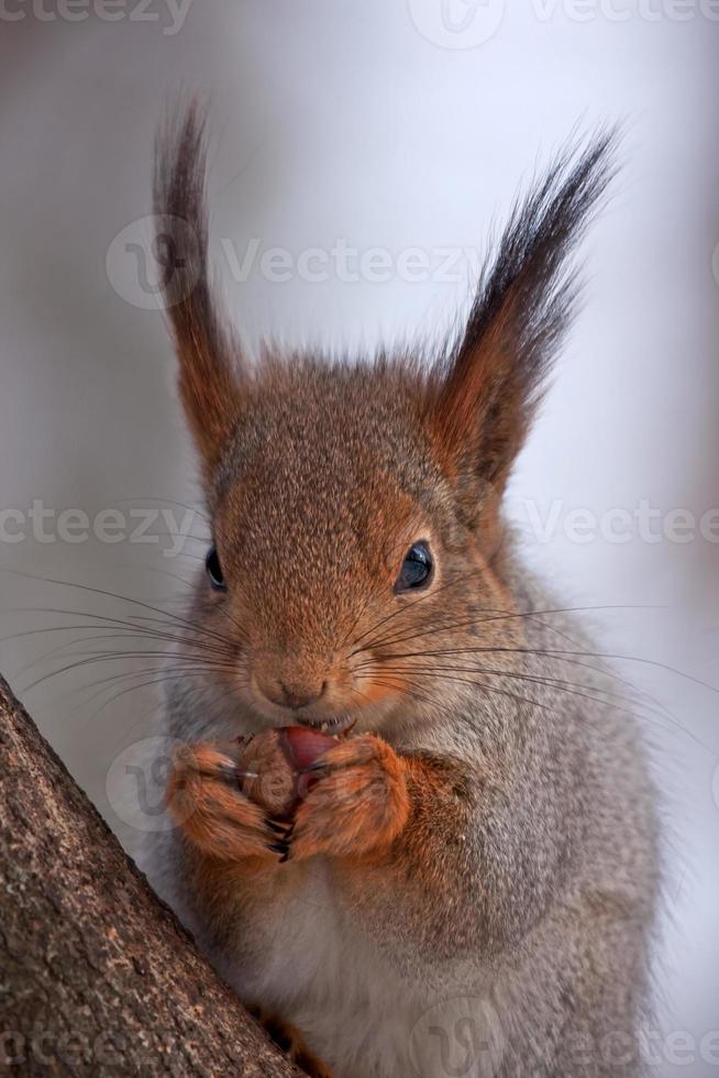 close-up van het eten van eekhoorn foto