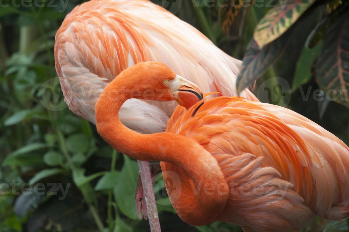 twee Caribische flamingo's foto