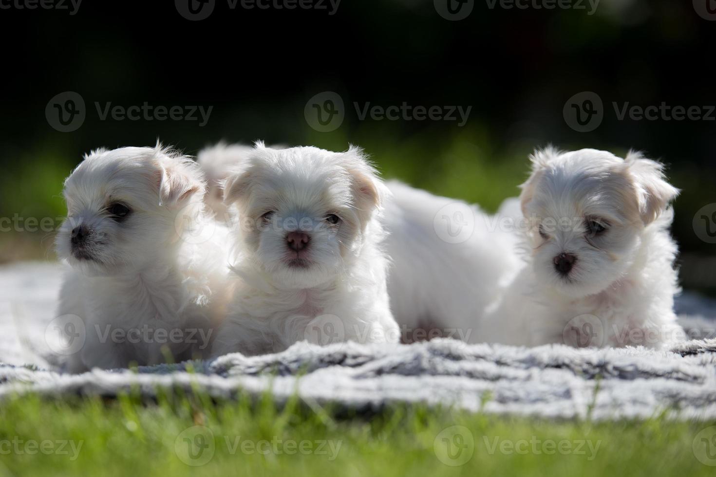 vier schattige puppy's foto