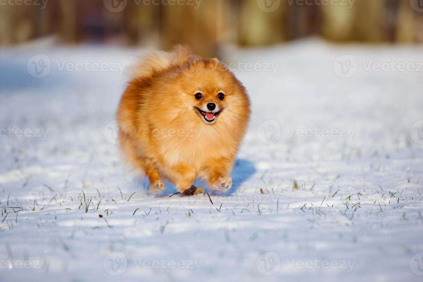 gelukkig Pommeren spitz hond draait op sneeuw foto