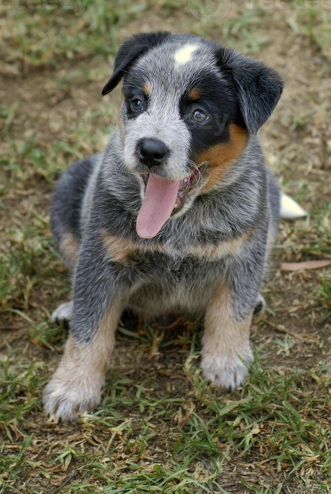 blauwe heeler puppy, Australische veehond foto