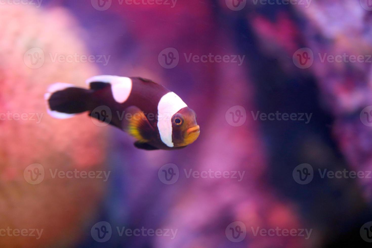 anemoonvis in zee koraalrif gebied. foto