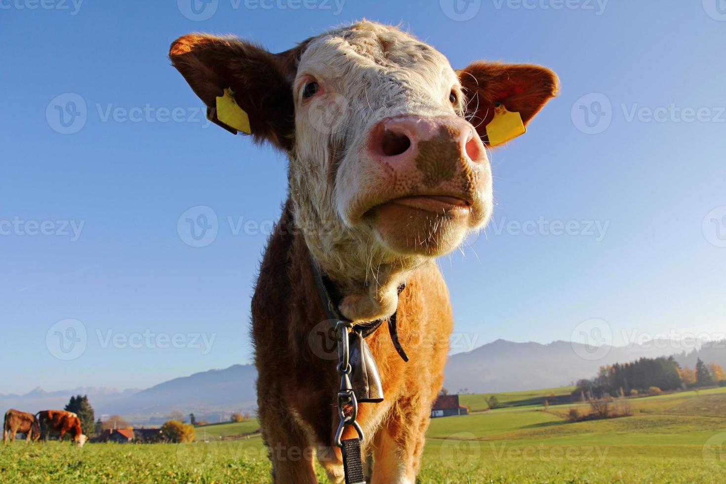 jong simmentaal vee strekte haar tong uit foto