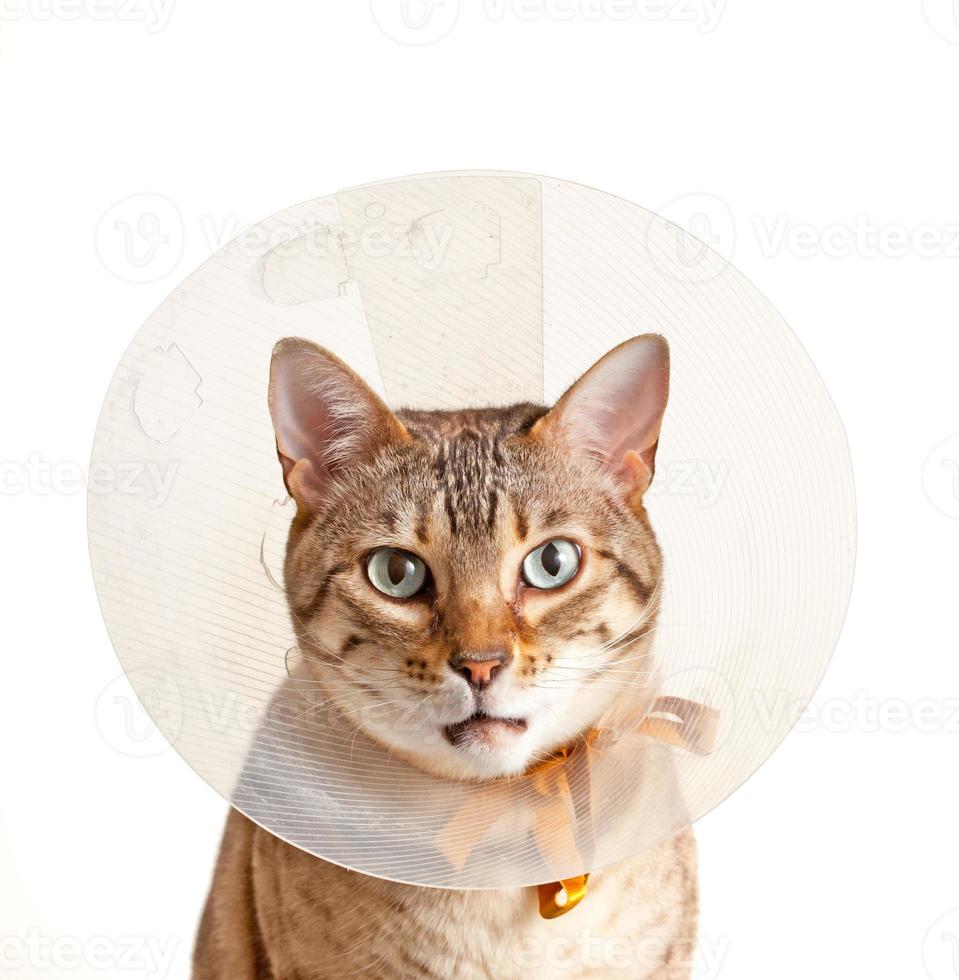 Bengaalse kitten draagt een halskraag foto