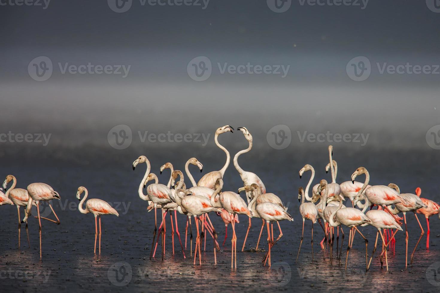 de mindere flamingo, de belangrijkste attractie voor toeristen foto