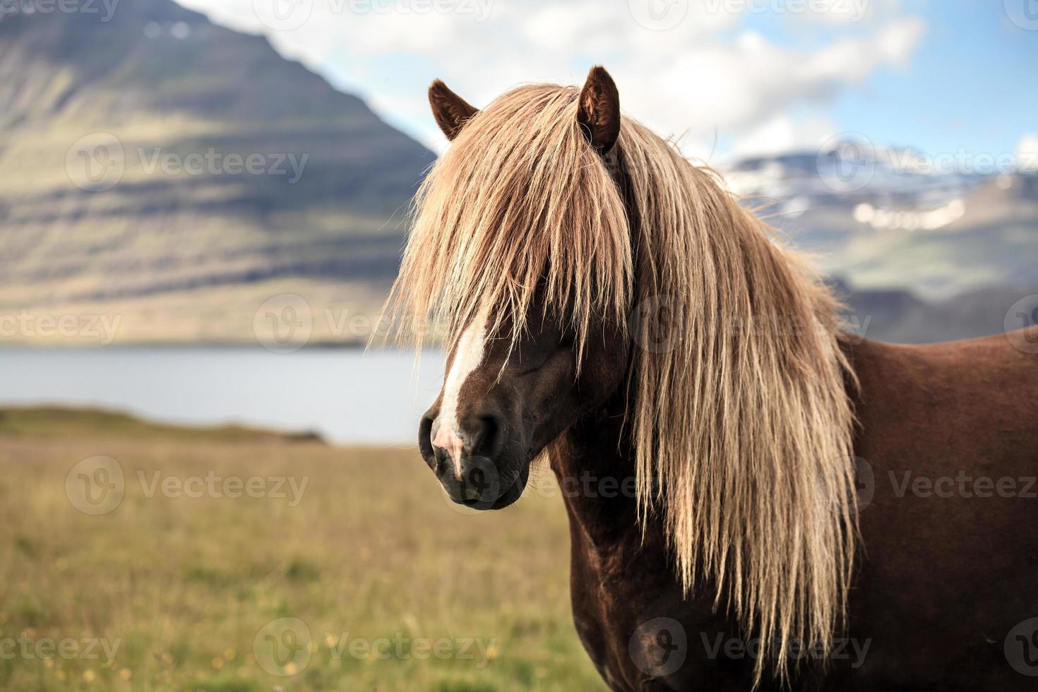 IJslands paard foto
