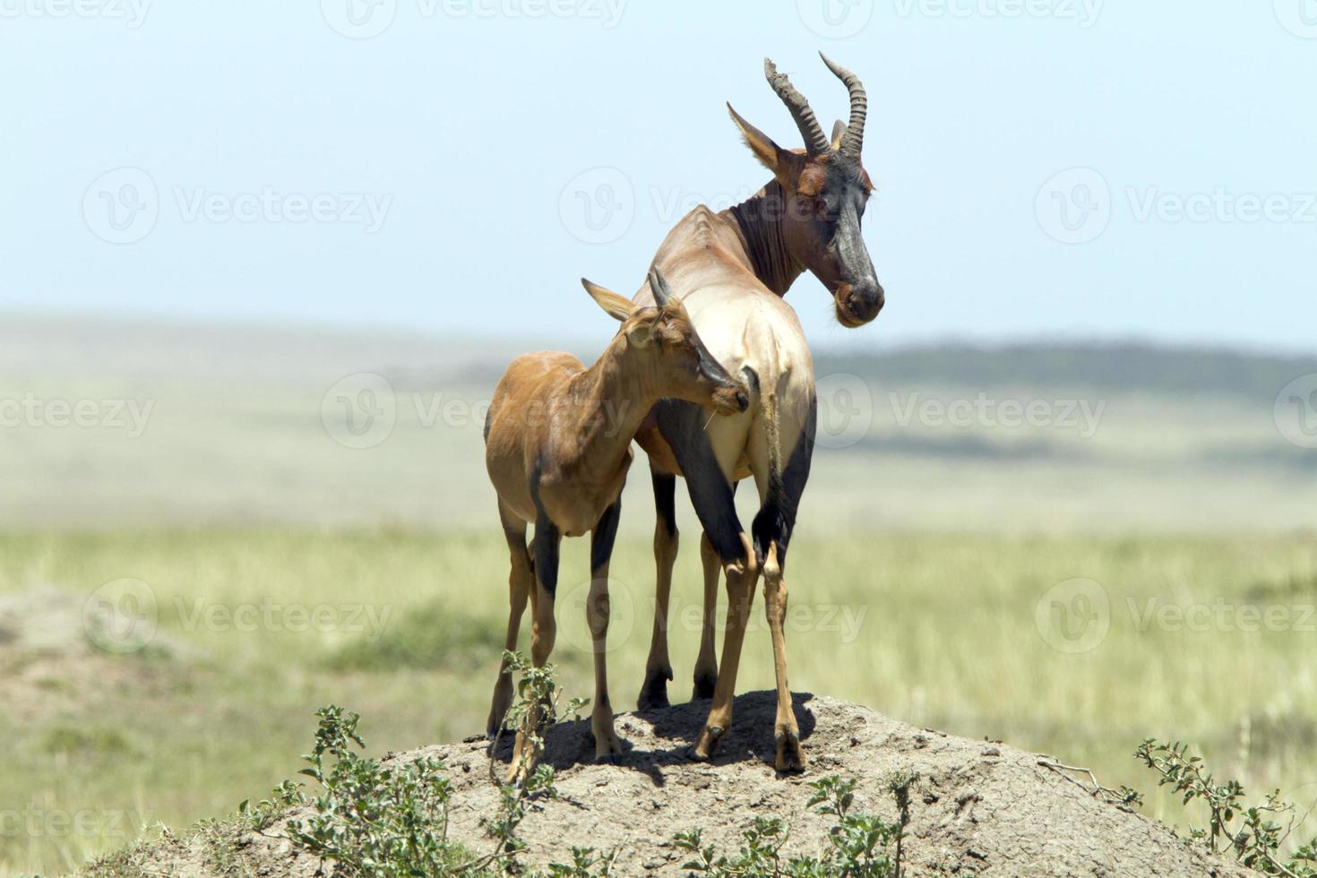 topi antilopen op een termietenheuvel, masai mara, kenia foto