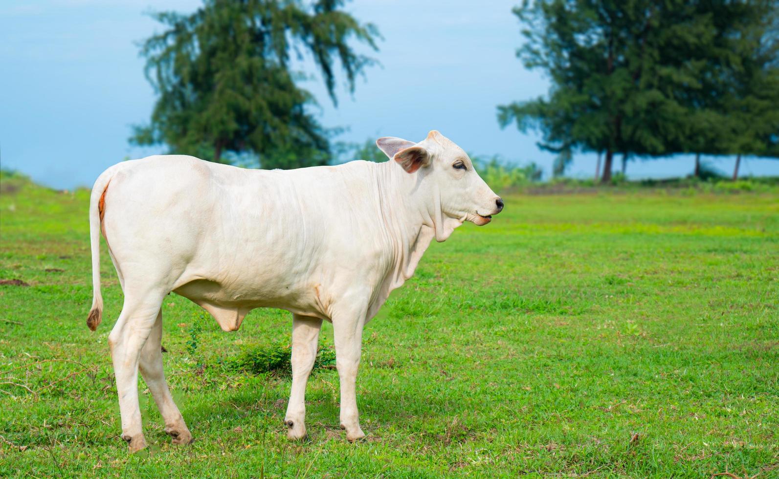 een witte koe staat in het midden van de weide naar de camera te kijken. koeien eten gras midden in een open veld, heldergroen gras. foto